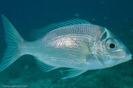  / Gymnocranius sp. / Pam's Point, Juli 12, 2013 (1/200 sec at f / 13, 60 mm)