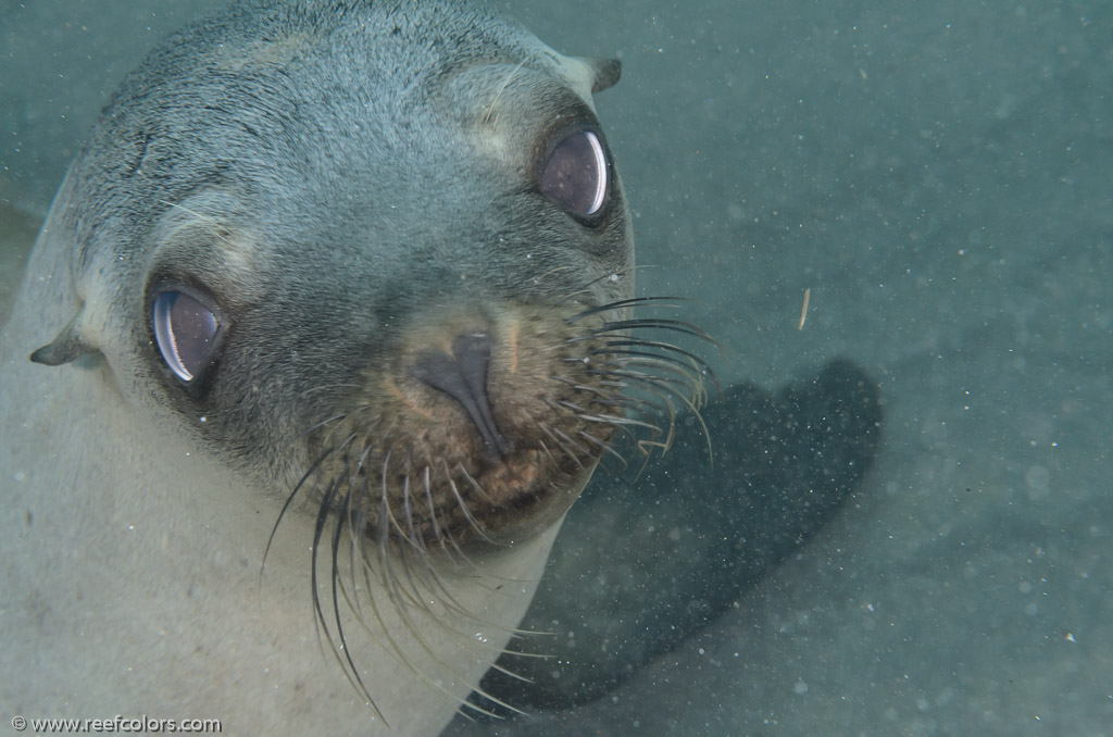 Sea Lion Spot, California, USA;  1/250 sec at f / 11, 60 mm