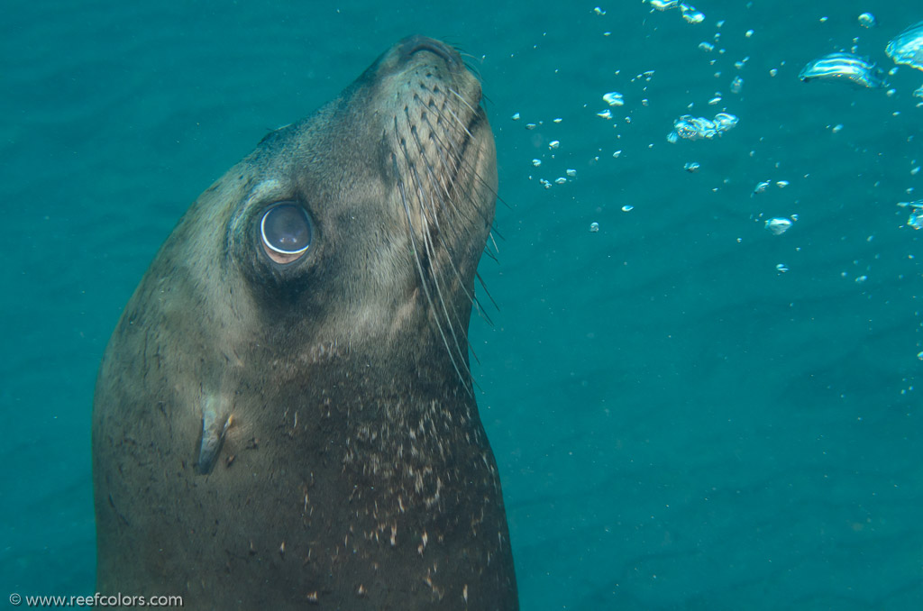 Sea Lion Spot, California, USA;  1/250 sec at f / 8,0, 60 mm