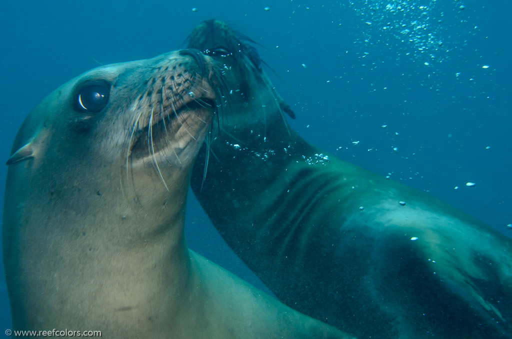 Sea Lion Spot, California, USA;  1/250 sec at f / 9,0, 60 mm