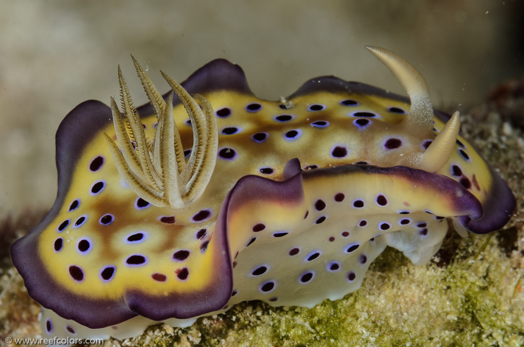 Bommie, Queensland, Australia;  1/250 sec at f / 22, 105 mm