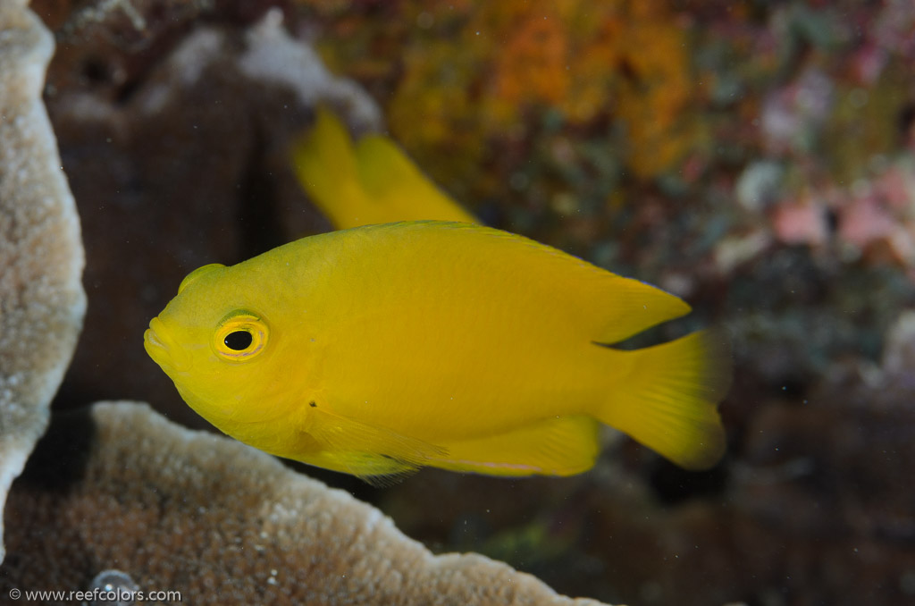 Bommie, Queensland, Australia;  1/250 sec at f / 11, 105 mm