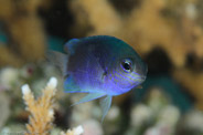 Bommie, Queensland, Australia;  1/250 sec at f / 16, 105 mm