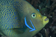 Bommie, Queensland, Australia;  1/250 sec at f / 13, 105 mm