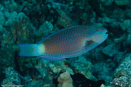 Rabbis Reef, Hawaii, USA;  1/200 sec at f / 14, 105 mm