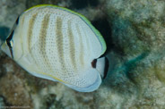 Rabbis Reef, Hawaii, USA;  1/200 sec at f / 14, 105 mm