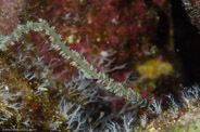 Rabbis Reef, Hawaii, USA;  1/200 sec at f / 14, 105 mm