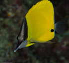 Rabbis Reef, Hawaii, USA;  1/200 sec at f / 14, 105 mm