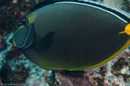 Rabbis Reef, Hawaii, USA;  1/200 sec at f / 14, 105 mm