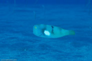 Garden Eels, Hawaii, USA;  1/200 sec at f / 10, 105 mm