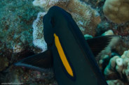 Garden Eels, Hawaii, USA;  1/200 sec at f / 14, 105 mm