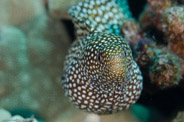 Garden Eels, Hawaii, USA;  1/200 sec at f / 11, 105 mm