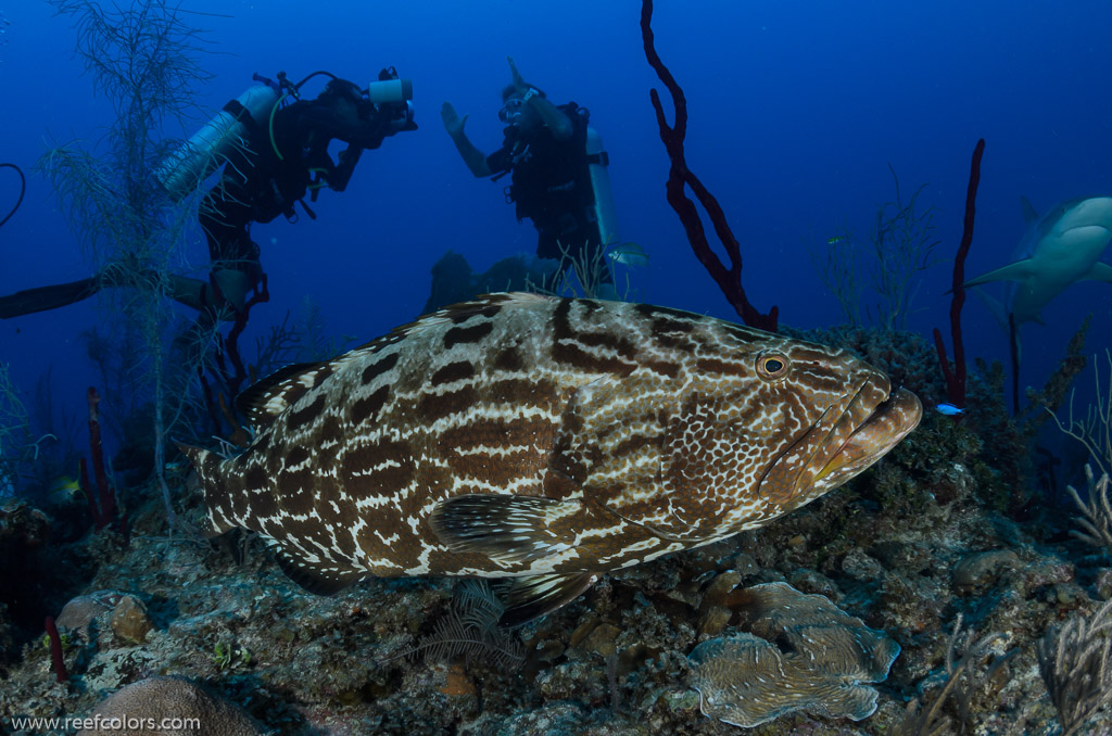 Coral Negro I, Ciego de Avila, Cuba;  1/160 sec at f / 8,0, 17 mm