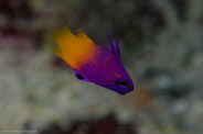 Coral Negro II, Ciego de Avila, Cuba;  1/250 sec at f / 9,0, 60 mm