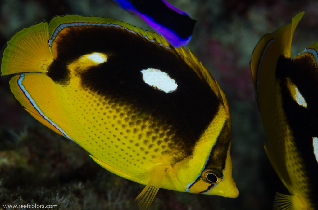 Rabbis Reef, Hawaii, USA;  1/200 sec at f / 14, 105 mm