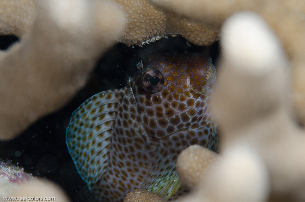 Rabbis Reef, Hawaii, USA;  1/200 sec at f / 14, 105 mm