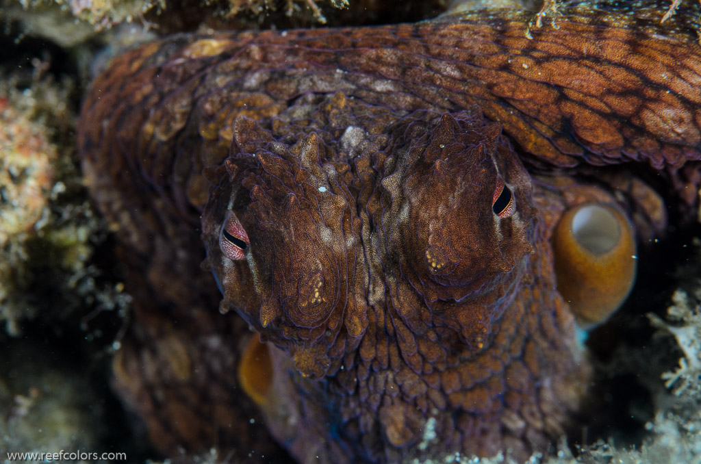 Garden Eels, Hawaii, USA;  1/200 sec at f / 14, 105 mm