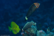 Rabbis Reef, Hawaii, USA;  1/200 sec at f / 14, 105 mm