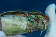 Rabbis Reef, Hawaii, USA;  1/200 sec at f / 14, 105 mm