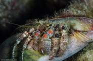 Rabbis Reef, Hawaii, USA;  1/200 sec at f / 14, 105 mm