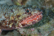 Garden Eels, Hawaii, USA;  1/200 sec at f / 10, 105 mm