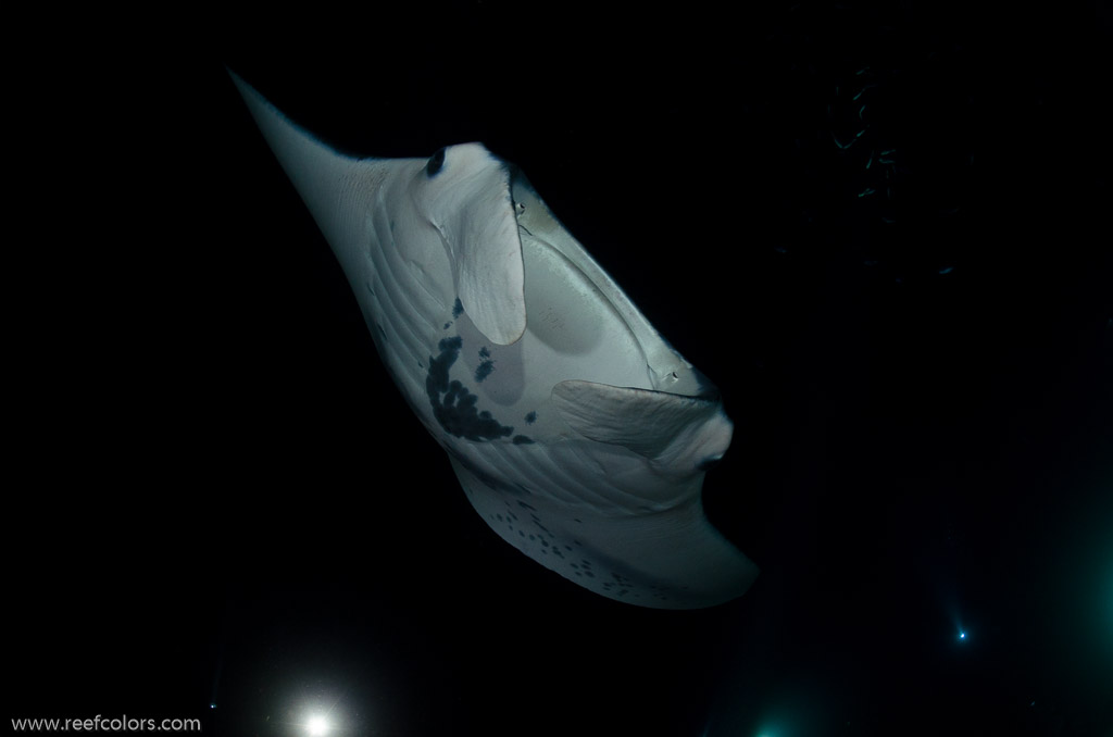 Manta Night Dive, Hawaii, USA;  1/160 sec at f / 7,1, 17 mm