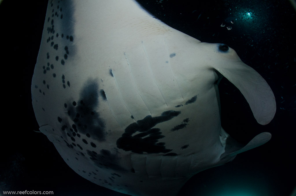 Manta Night Dive, Hawaii, USA;  1/160 sec at f / 7,1, 17 mm