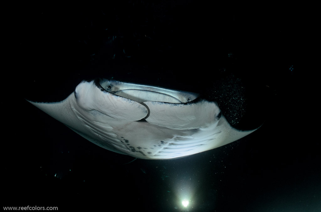 Manta Night Dive, Hawaii, USA;  1/160 sec at f / 7,1, 17 mm