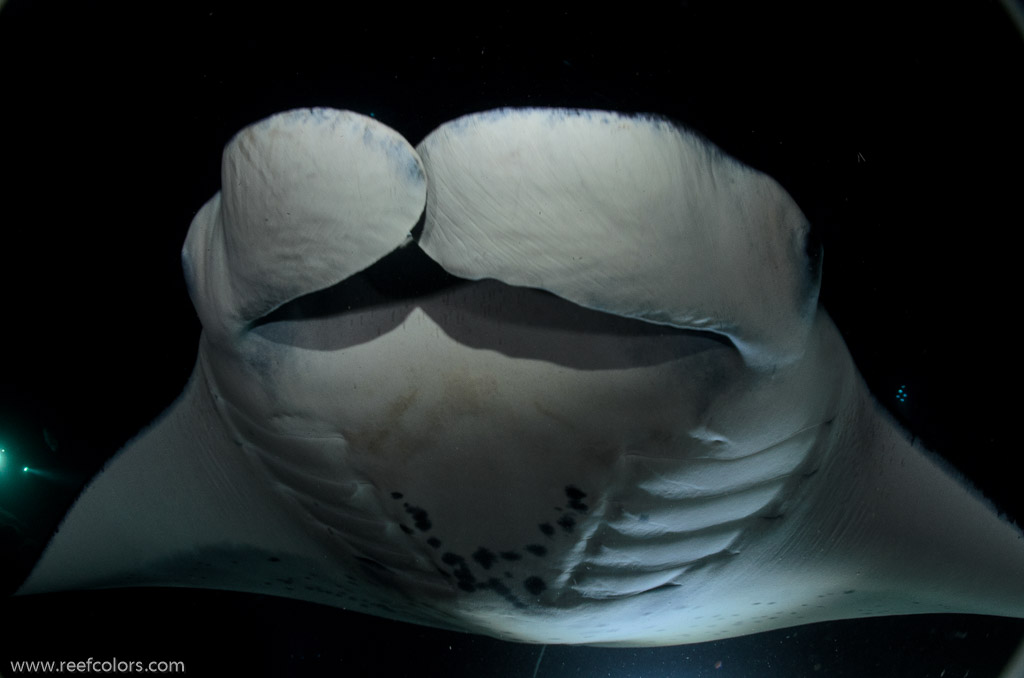 Manta Night Dive, Hawaii, USA;  1/160 sec at f / 7,1, 17 mm