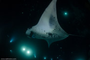 Manta Night Dive, Hawaii, USA;  1/160 sec at f / 7,1, 17 mm