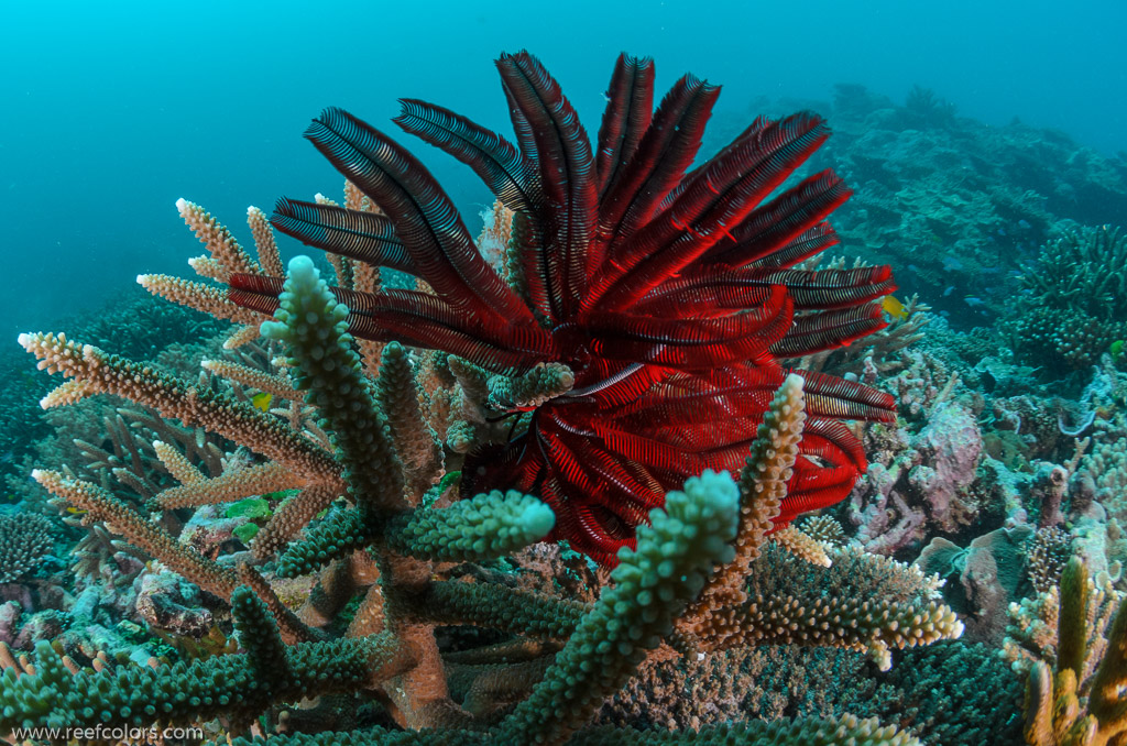 Coral Grotto, Queensland, Australia;  1/200 sec at f / 9,0, 10 mm