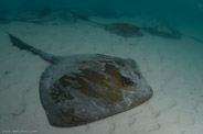 Heron Reef, Queensland, Australia;  1/160 sec at f / 9,0, 17 mm