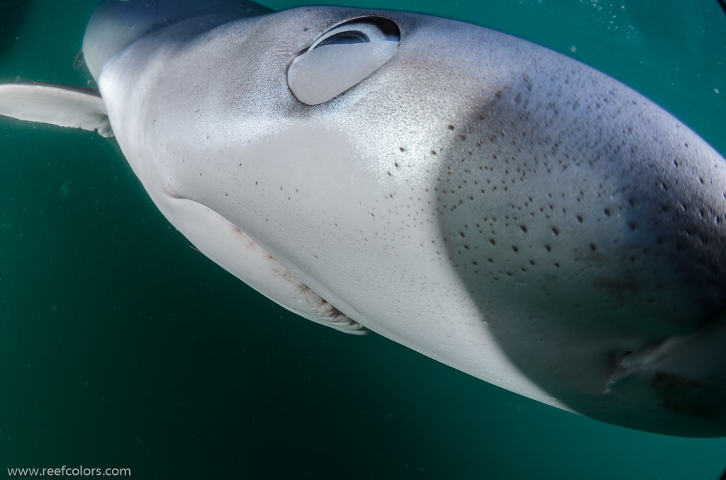 Shark Diving, Rhode Island, USA;  1/250 sec at f / 9,0, 10 mm