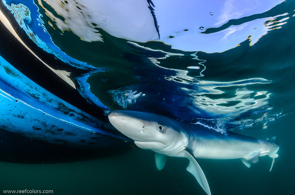 Shark Diving, Rhode Island, USA;  1/320 sec at f / 9,0, 10 mm