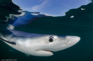 Shark Diving, Rhode Island, USA;  1/320 sec at f / 9,0, 10 mm