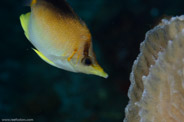 Copacabana Wreck, Havana, Cuba;  1/250 Sek. bei f / 11, 105 mm