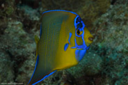 Copacabana Reef, Havana, Cuba;  1/250 Sek. bei f / 18, 105 mm