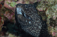 Copacabana Reef, Havana, Cuba;  1/250 Sek. bei f / 18, 105 mm