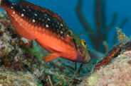 Copacabana Reef, Havana, Cuba;  1/250 Sek. bei f / 18, 105 mm