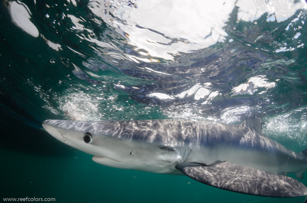 Shark Diving, Rhode Island, USA;  1/200 Sek. bei f / 9,0, 10 mm