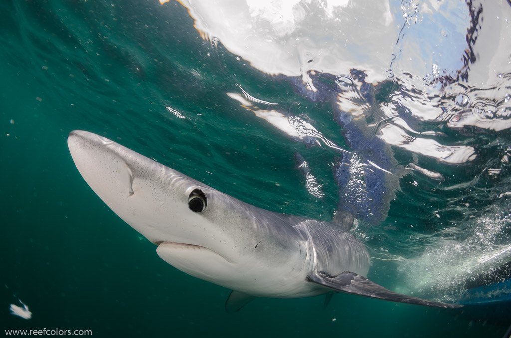 Shark Diving, Rhode Island, USA;  1/200 Sek. bei f / 9,0, 10 mm