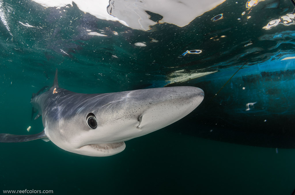 Shark Diving, Rhode Island, USA;  1/200 Sek. bei f / 9,0, 10 mm