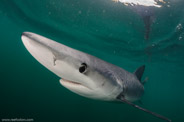 Shark Diving, Rhode Island, USA;  1/200 Sek. bei f / 9,0, 10 mm