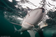 Shark Diving, Rhode Island, USA;  1/200 Sek. bei f / 9,0, 10 mm