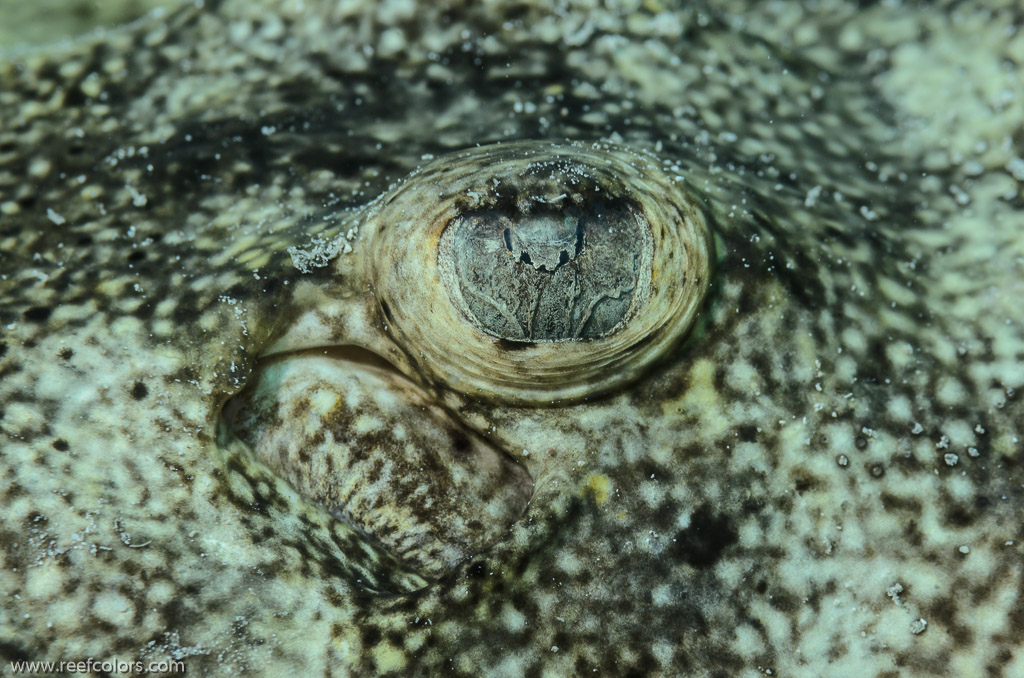 Cayo Piedras, Matanzas, Cuba;  1/250 Sek. bei f / 14, 105 mm