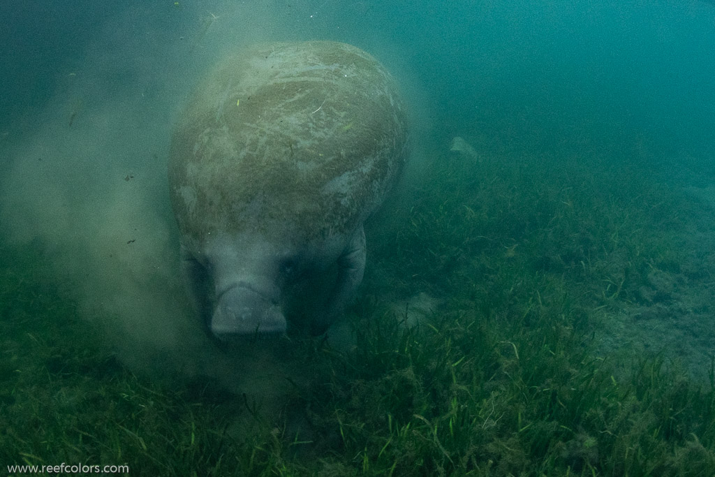 Bird's Underwater, Florida, USA;  1/60 sec at f / 9,0, 17 mm