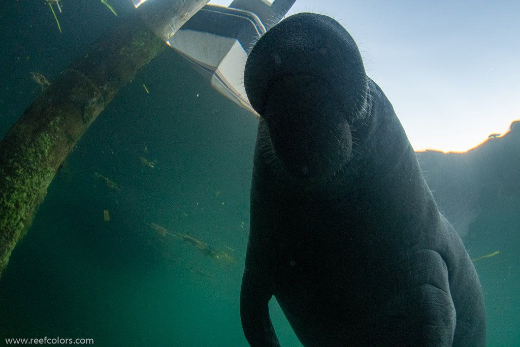 Bird's Underwater, Florida, USA;  1/60 sec at f / 9,0, 13 mm