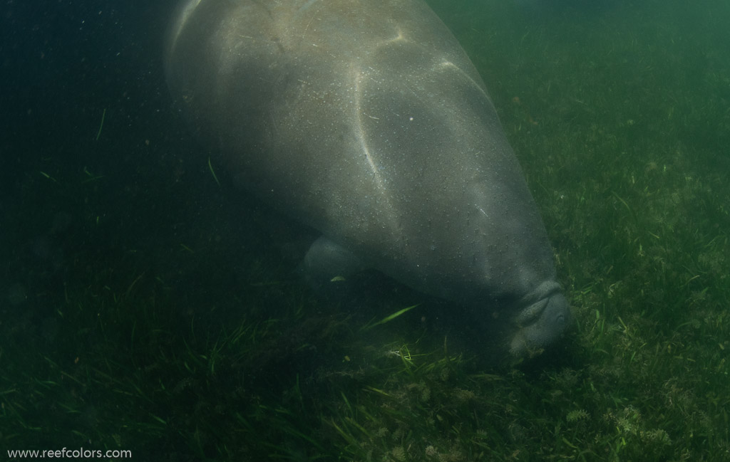 Bird's Underwater, Florida, USA;  1/200 sec at f / 9,0, 16 mm