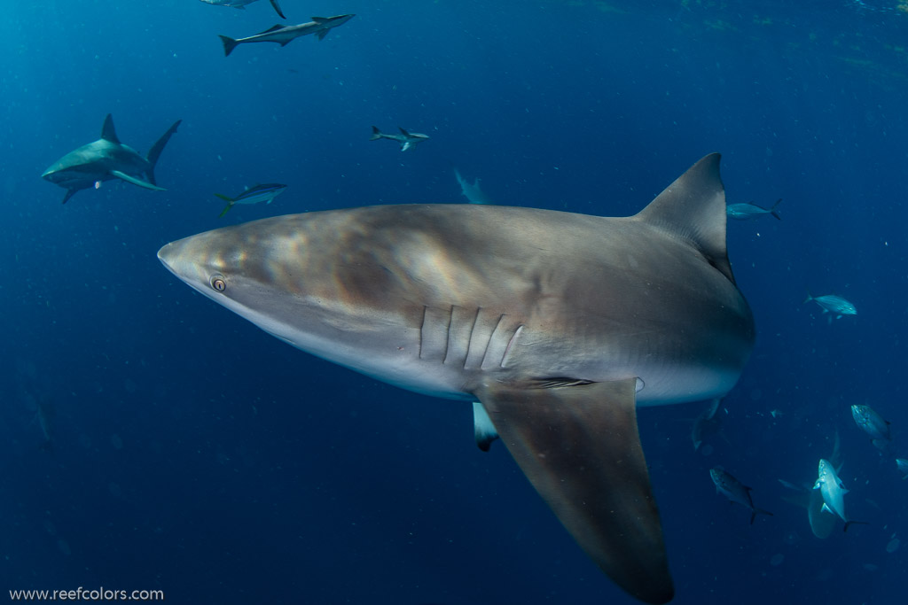 Florida Shark Diving, Florida, USA;  1/250 sec at f / 7,1, 10 mm