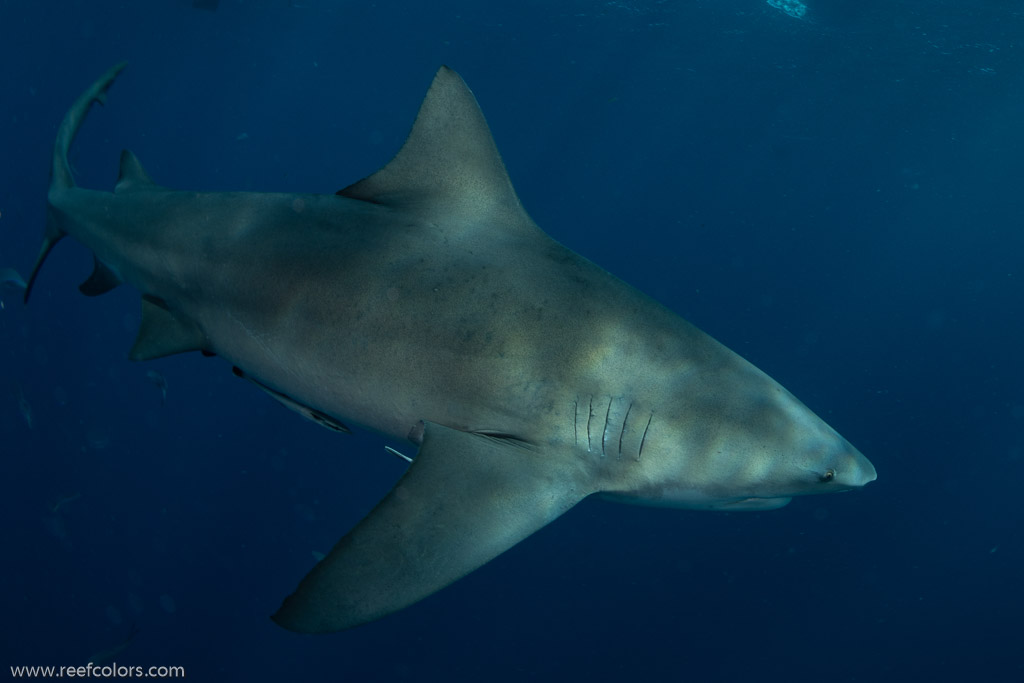 Florida Shark Diving, Florida, USA;  1/250 sec at f / 9,0, 10 mm